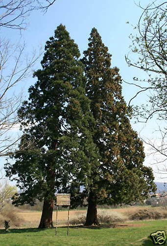 10 grani SEQUOÏA GEANT (Sequoiad endron Giganteum) G148 GRANI SAMEN SEMI SEMILLAS