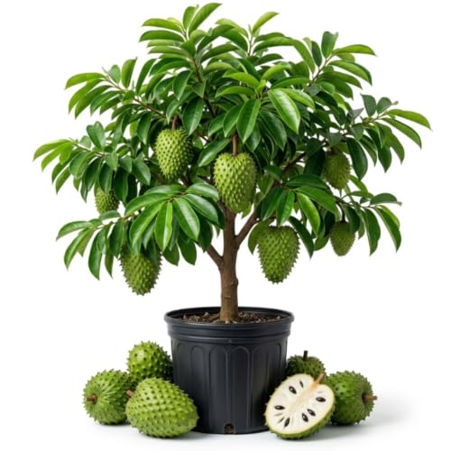 Soursop Live Plant 6-8 Inch Tall - Graviola Tropical Fruit Tree Plant Guanabana Soursop Plants Seedling for Garden