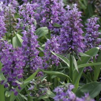 Amazon Co Jp ハクサンチドリ Diy 工具 ガーデン