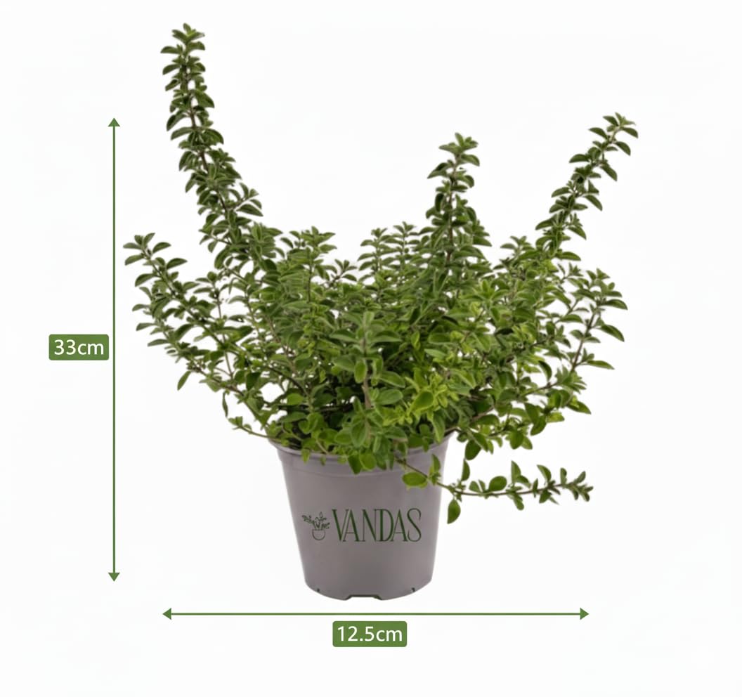 VANDAS Origano Comune – Pianta Aromatica Mediterranea | Foglie Profumate Ideali per Cucina | Vaso 12.5cm | Facile da Coltivare | Made in Italy