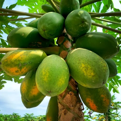 Mixrug Dwarf Papaya Seeds for Planting Outdoor, 5pcs Perennial Organic Papaya Tree Seed Non-GMO Heirloom Sweet Edible Tropical Fruit, Sweet Juicy Fruits Plants in Your Home Garden - Thumbnail 3