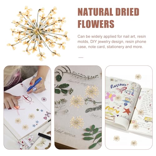 48pcs Flores Secas Margaritas Blancas para Artesanía miniatura 3