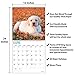 2020 Yellow Lab Puppies Wall Calendar by Bright Day Calendars 16 Month Wall Calendar 12 x 12 Inches
