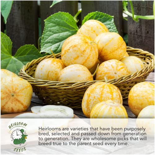 Seed Needs, Cucamelon / Mexican Sour Gherkin Seeds For Planting (Melothria Scobra) Twin Pack Of 65 Seeds Each - Heirloom, Non-Gmo & Untreated #TOP3