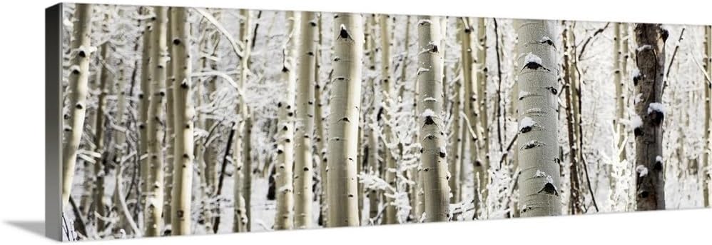 CANVAS ON DEMAND Snowy Birch Trees in a Forest, Aspen, Colorado - Pano Canvas Wall Art Print, Home Decor Wildlife, Winter Artwork, 60" x 20"