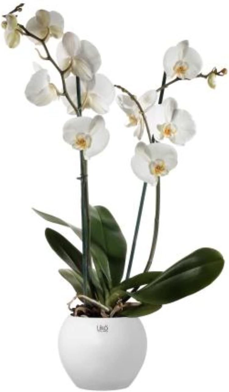 Vacchetti Giuseppe L.White Ball d. 16 h. 13 CR39/16 W