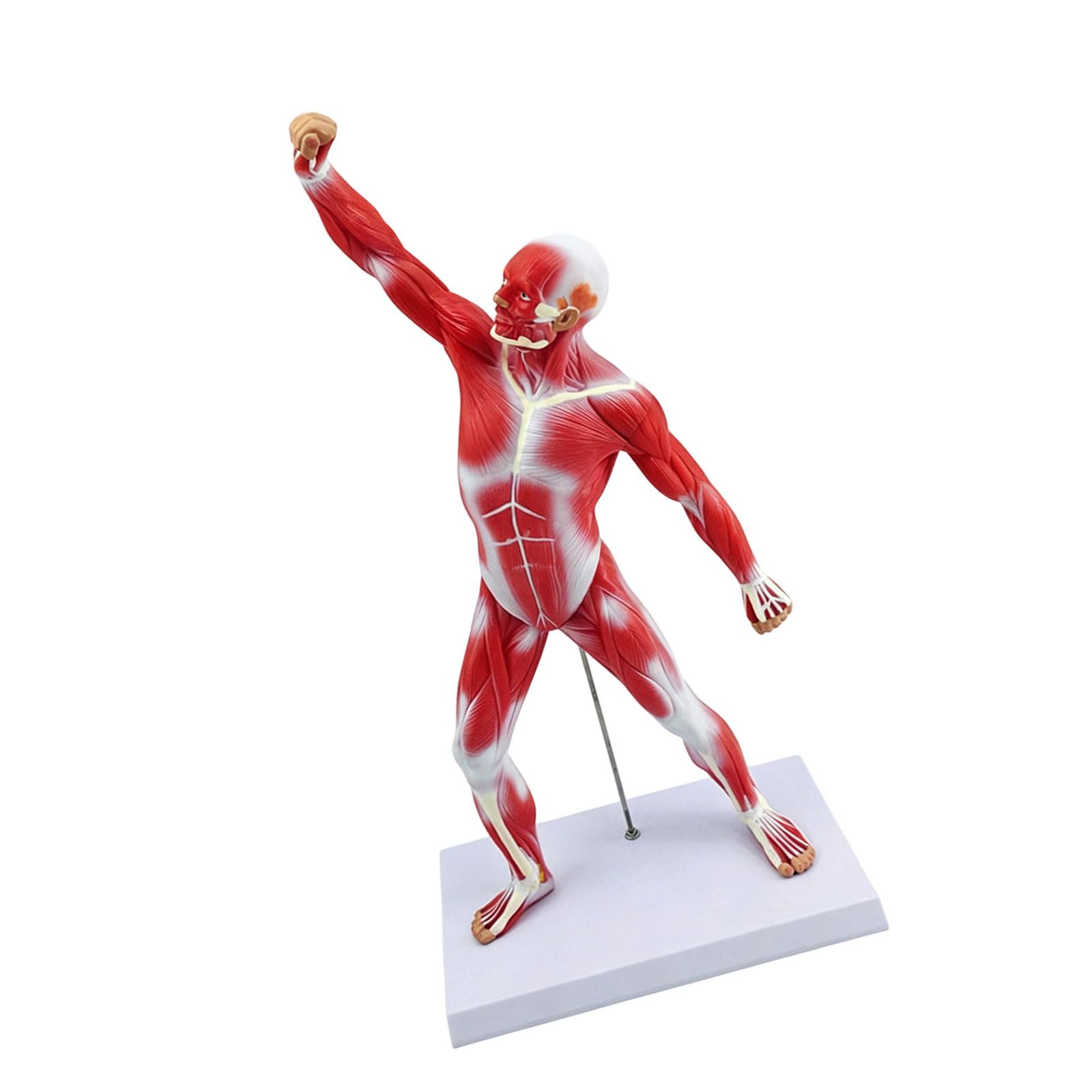 Modello di anatomia del muscolo scheletrico strumento didattico dettagliato dei medici con identificazione accurata del muscolo per uso dello studio Modello di insegnamento clinico