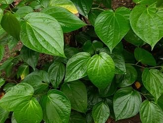 Betel Leaf Plant, Sweet Maghai Paan Variety, Live Plant for Container Gardening, Pack of 1