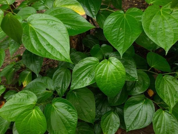 Betel Leaf Plant, Sweet Maghai Paan Variety, Live Plant for Container Gardening, Pack of 1