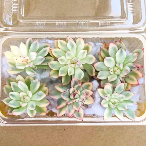 観葉植物 多肉植物 錦」の人気商品一覧 | 安い商品を通販サイトから