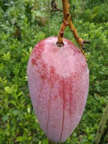 Bhumi Enterprise Thai All Time "Sadabahar" Grafted Mango Live Plant "Thailand Variety" (Fruit After 1 Year) (B0BTLW7MGF) Amazon Price History, Amazon Price Tracker