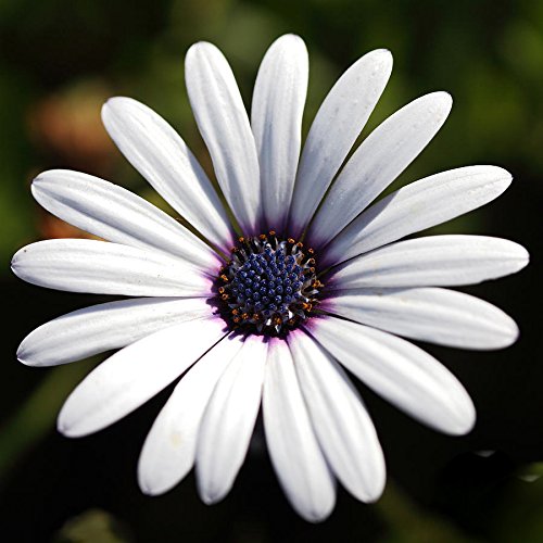 Biocarve Dimorphoteca - Pack of 100 Seeds (B01ASWO3NY) Amazon Price History, Amazon Price Tracker