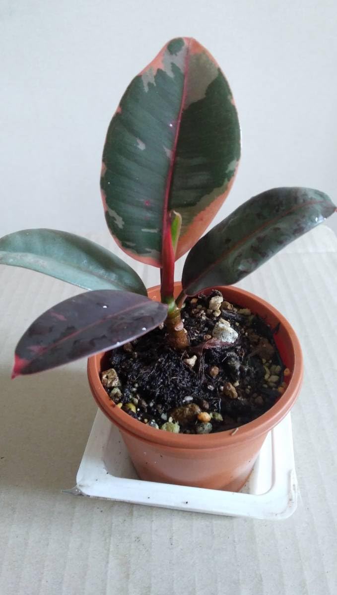 Amazon.co.jp: 観葉植物インテリアフィカス斑入りゴムの木かわいい抜き