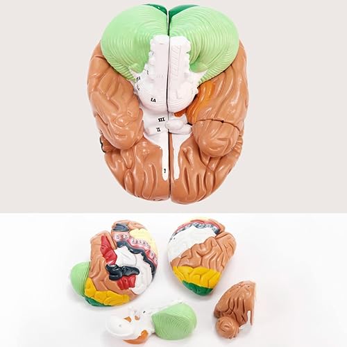 Miniatura 6 de Modelo de anatomía Modelo de órgano humano Modelo de cerebro humano Modelo de anatomía del cerebro humano 4d Modelo médico extraíble para enseñanza