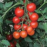 Mountain Magic Tomato Seeds (50 Seed Packet)(Non GMO Organic Vegetable Fruit Garden Seeds) Non-Hybrid, by Home Decorium