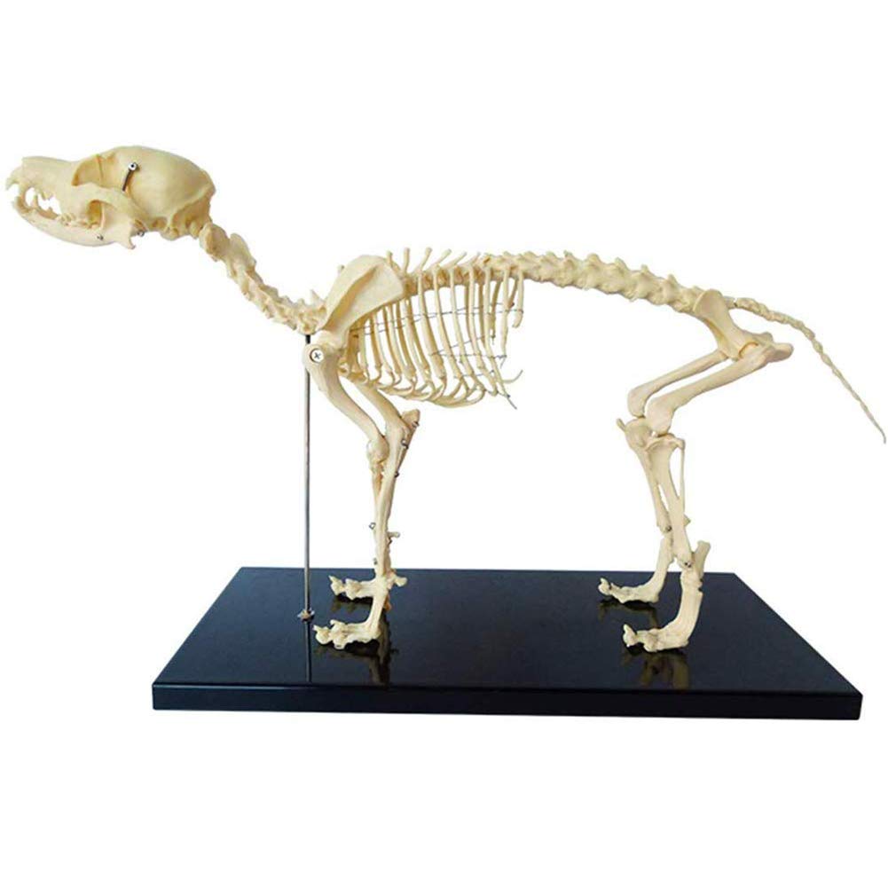 Spécimen squelette pour chien AMITD avec structure osseuse articulée pour l'anatomie