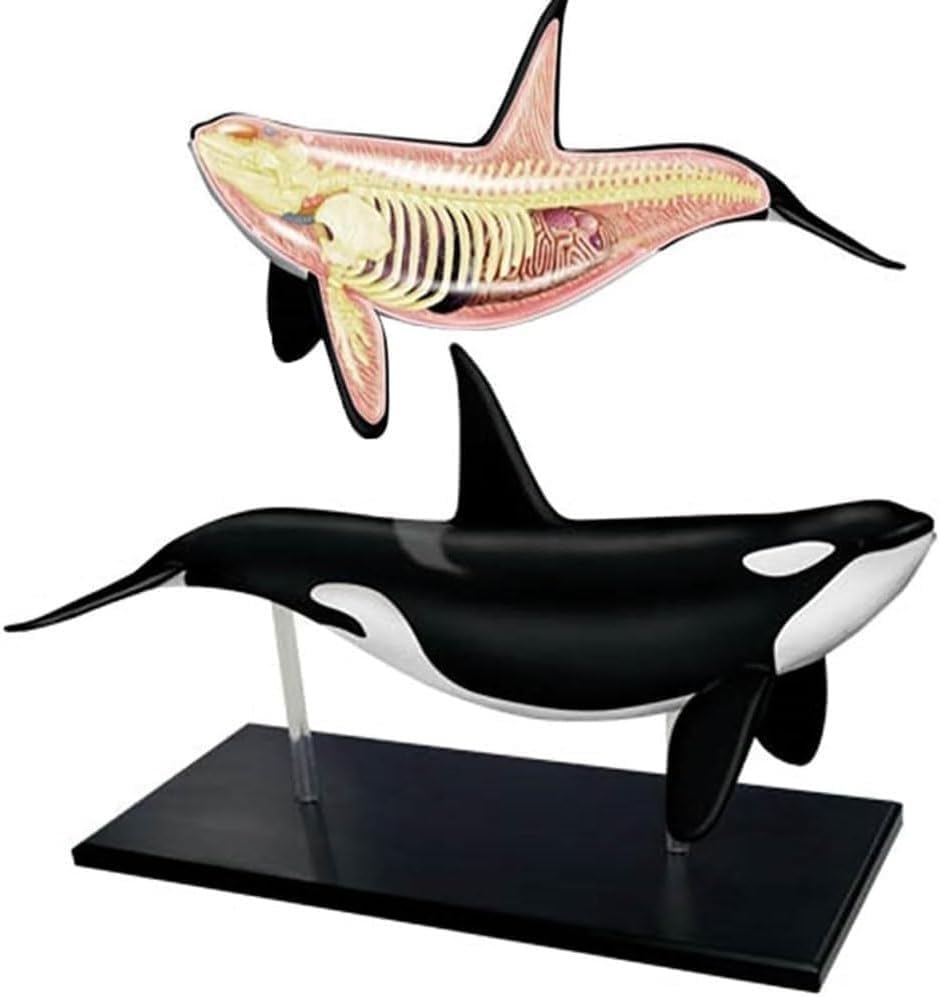 Modèle anatomie baleine 4D avec 16 parties amovibles pour cours de biologie