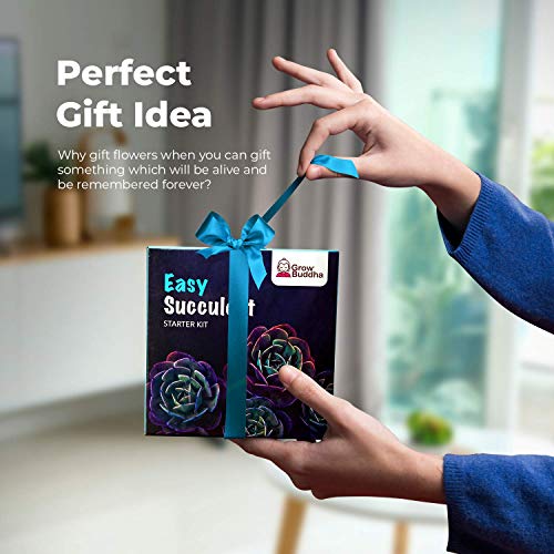 Grow Your Own Succulent Kit - Easily Grow Your Own Succulent Plants Using Our All-In-One Succulent Seeds Kit. Guaranteed Germination | Beginner Friendly | Great Gift Idea #TOP5