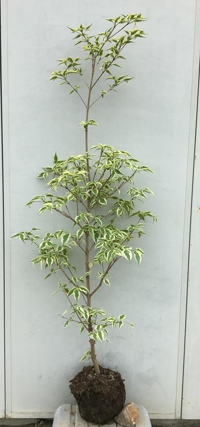 水草のすべて/日本初の水槽用植物の本/和泉克雄/水草の効用 水草の