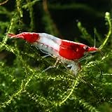 The Seam Oasis 20 Red Rili Shrimp – Premium High Grade Neocaridina, Live Freshwater, Breeding Age, Live Arrival Guarantee