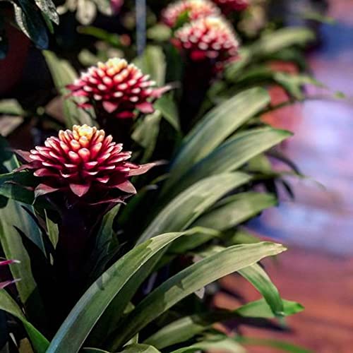 Guzmania Francesca : Bromélia d'intérieur de 45-55 cm avec son pot de fleurs
