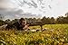 Caldwell XLA Pivot Bipod 6