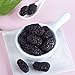 WEIJUEJIYI Premium Dried Black Mulberries - Natural, Unsulfured,Vegan ,Great for Snacking, Baking and Brewing