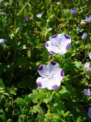 Amazon Com 750 Five Spot Nemophila Maculata Flower Seeds Flowering Plants Patio Lawn Garden