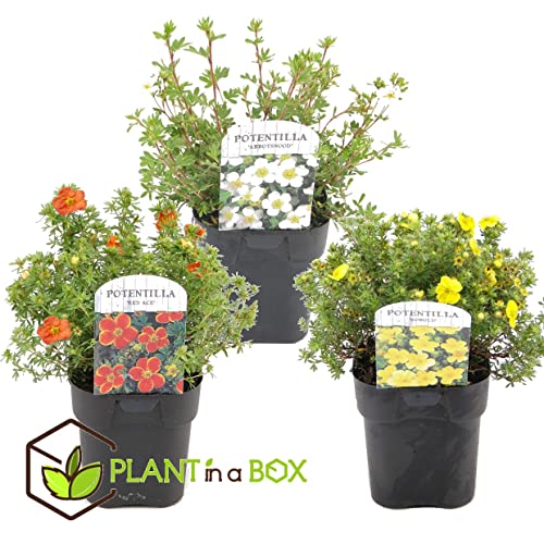 Plant in a Box - 3er Set Potentilla Fünffingerstrauch - Topf 17cm - Höhe 30-40cm - Fünffingerstrauch - Potentilla fruticosa 'Abbotswood', Kobold', Red Ace' – Bild 3