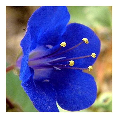 PREMIER SEEDS DIRECT - California Bluebell - Phacelia campan