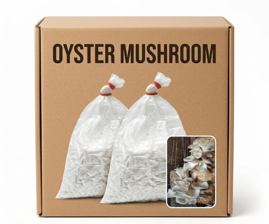 SP ARGO Florida White Oyster Mushroom Grain Spawn 400g – Oyster Mushroom Seeds Grow Kit with Grow Bag & Instructions | Grow Your Own Mushrooms Indoor | Fast Growing Mycelium Culture High Yield-image-43