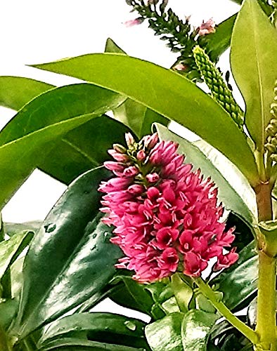 POWERS TO FLOWERS - Piante Da Fiore Da Esterno / Piante Da