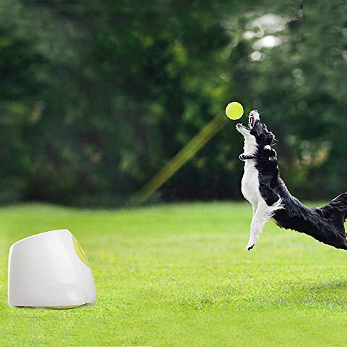 Lanceur de balles automatique petit format machine tennis interactive chien