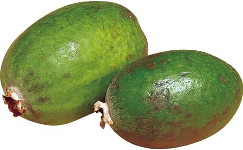 Amazon フェイジョアの苗木 マンモス 果物 Amazon フェイジョアの苗木 マンモス 果物