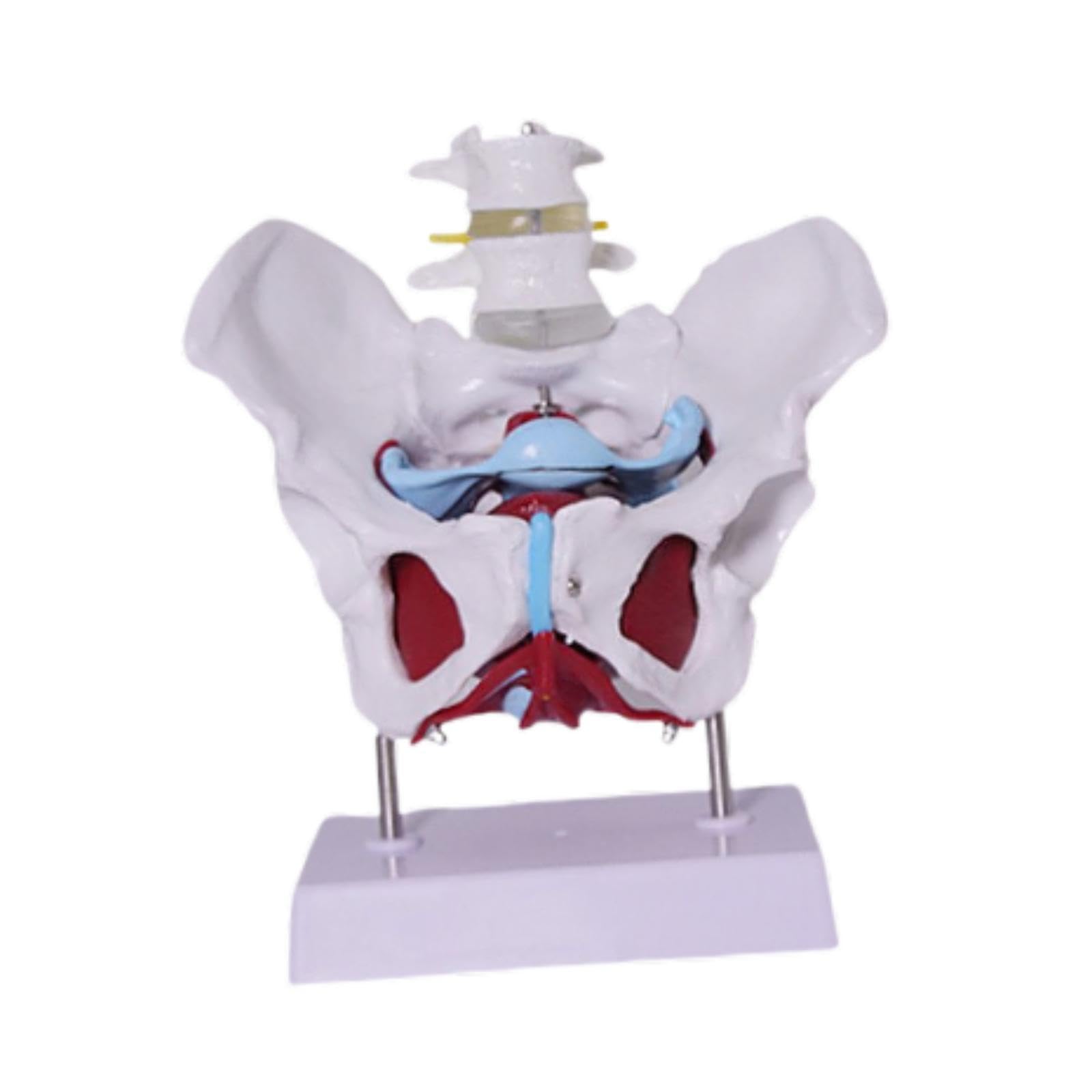 Modelo de Pelvis Femenina para Enseñanza Profesional Esqueleto Anatómico Humano Modelo Médico Educativo en PVC Sólido Adecuado para Formación Médica E, Style D