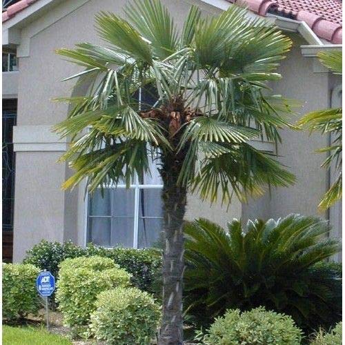 Windmill Palm Tree Seeds (Trachycarpus fortunei) 10+Seeds