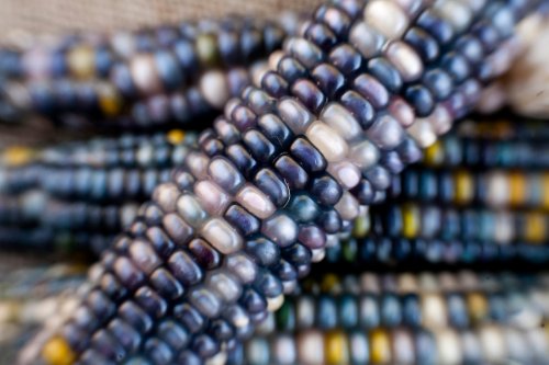 Sapphires and Pearls Glass Gem Cherokee Indian Corn Heirloom Premium Seeds for Planting Packet Sapphires and Pearls Glass Gem Cherokee Indian Corn Heirloom Premium Seeds for Planting Packet