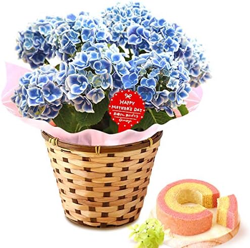 欠品カラー再入荷 あじさい 鉢植え ギフト あじさい 白 5号 アジサイ 父の日 ギフト 送料無料 紫陽花 アジサイ 苗 新 品種 希少 母 誕生日 敬老の日 ランキング1位獲得 Farmerscentre Com Ng