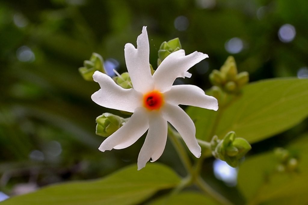 Creative Farmer Quick Grow Flower Seeds Herb Flowering Seeds Night Jasmine Garden Seeds Flower Seeds Kitchen Garden Seeds Pack (B078R1GJGF) Amazon Price History, Amazon Price Tracker