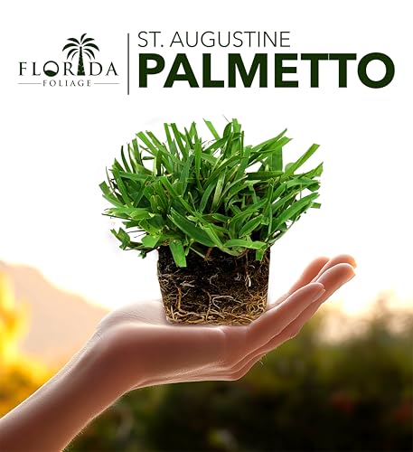 St. Augustine Palmetto | 36 Live Extra Large Grass Plugs | Drought, Salt & Shade Tolerant Turf Sod - Thumbnail 3