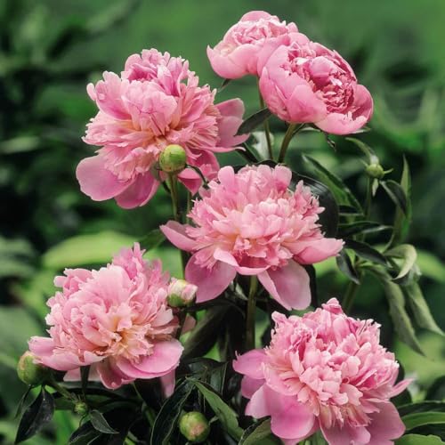 YouGarden Giant Peony 'Sarah Bernhardt', Bare Root Plant Ready to Plant, Large Flowers for Garden Pots, Borders, or Beds