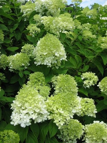 3 Hydrangea Limelight Plants in 3.5" Inch Pots