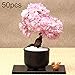 Produktbild Kirschblüten-Samen, 50 Stück, seltene Sakura-Kirschblüten, Blumenpflanze, Bonsai, Tischdekoration