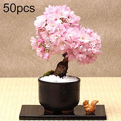 Preisvergleich Produktbild Kirschblüten-Samen, 50 Stück, seltene Sakura-Kirschblüten, Blumenpflanze, Bonsai, Tischdekoration