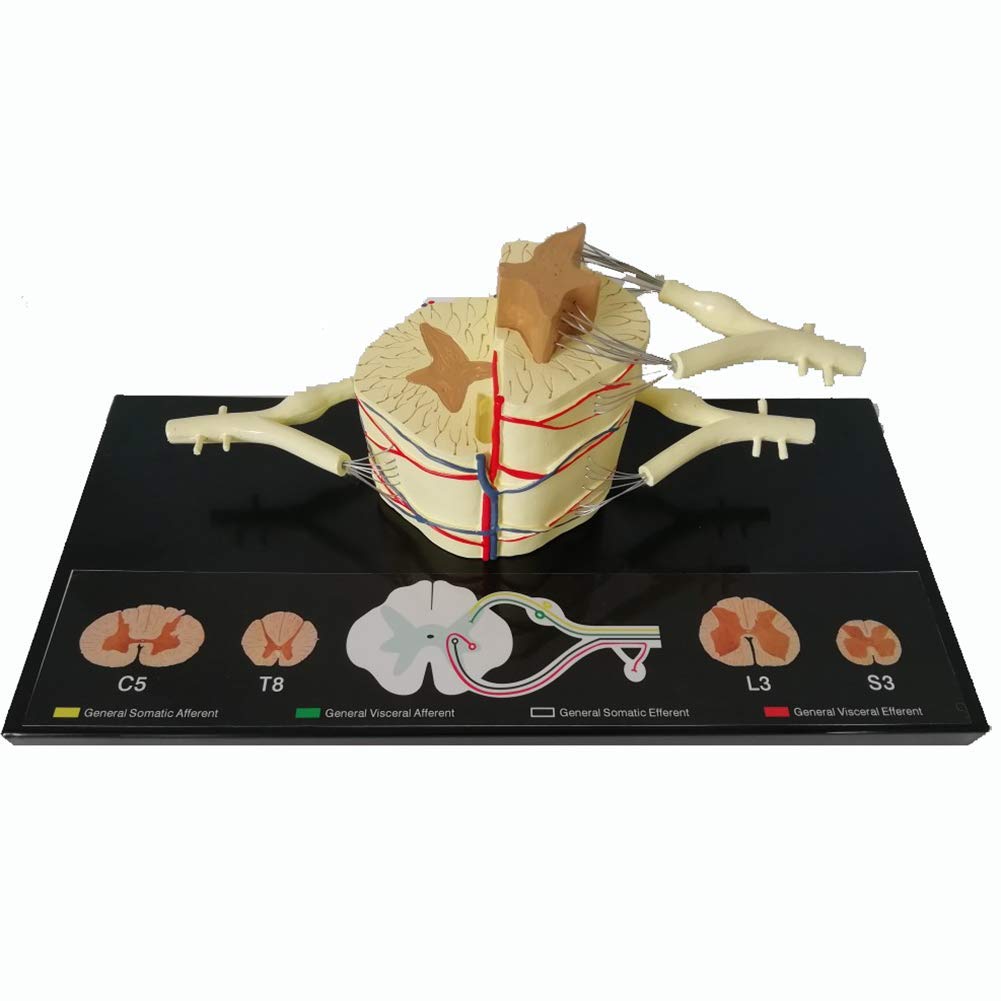 Sjdopulse Human Spinal Nerve Anatomical Model, Spinal Cord 5 Times Magnification Model, Detailed Product Description, Used In Medical Research
