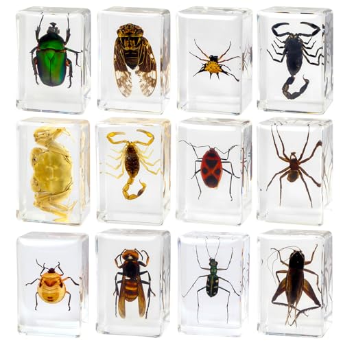 12 Pcs Insect Resin Specimen, Real Bugs Collection Kit for Kids Taxidermy Toy Science Class Education Insect in Resin Specimen Gift Home Decoration