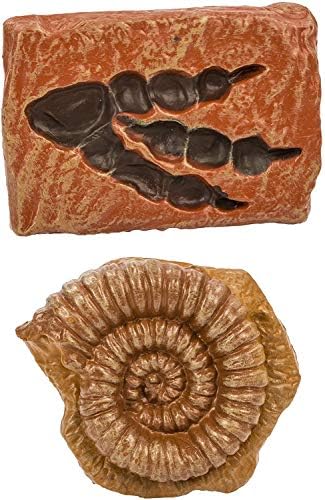 Safari 684804 Ancient Fossils