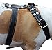 Black Genuine Leather Dog Harness, Large to XLarge. 33
