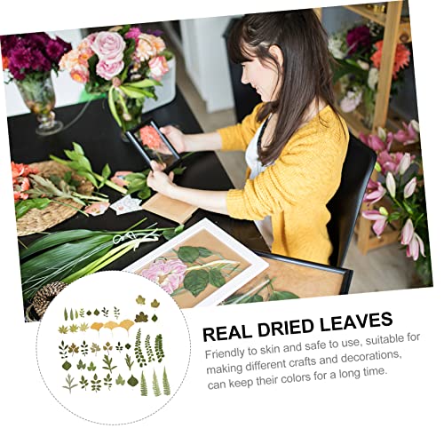 EXCEART 6 Pacotes Florais Prensados ​​Em Vários Materiais Decoração Seca Suprimentos DIY Artesanato