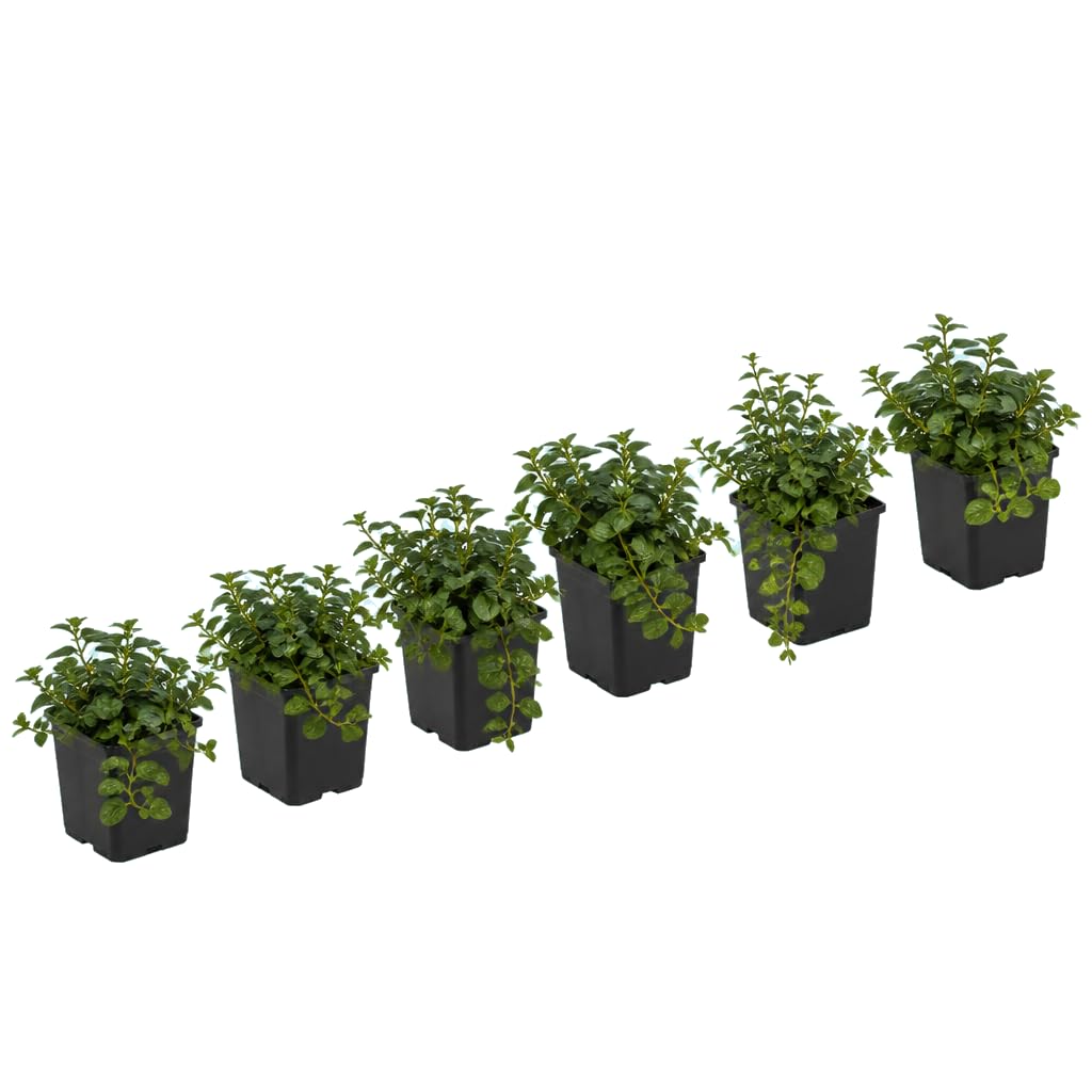 Mentha Piperita - DECOALIVE - Menta Común - Set de 6 Flores - 25-30 cm de Altura - para Hogar y Jardín